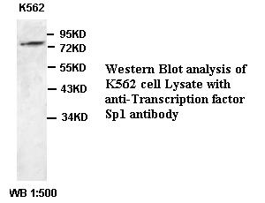 Transcription factor Sp1 Antib