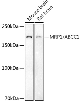 ABCC1 antibody[38541]