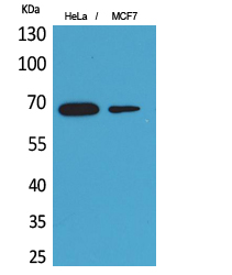 PEPCK-C Polyclonal Antibody[41