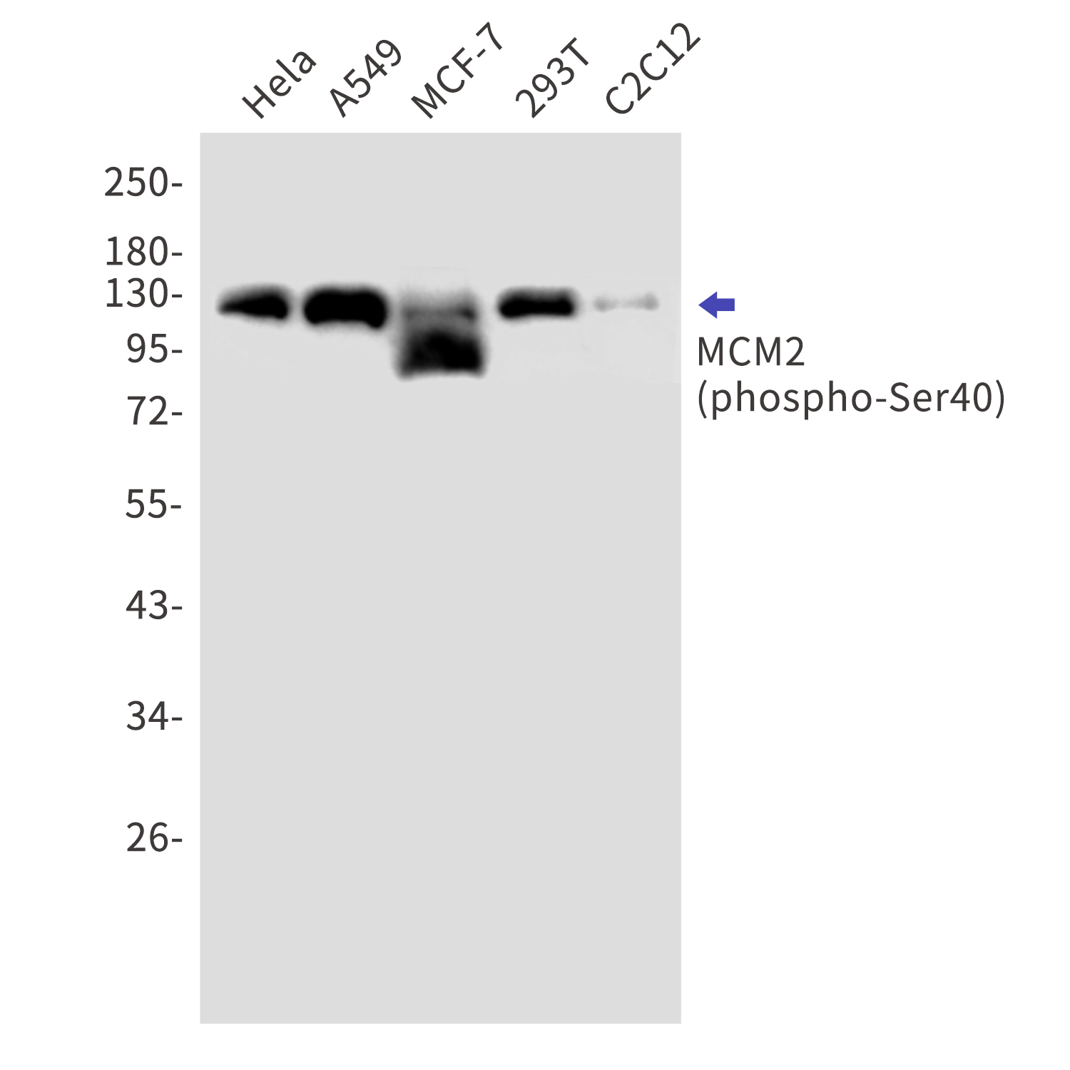Phospho-MCM2 (Ser40) Rabbit mA