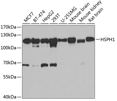 HSPH1 antibody[39052]