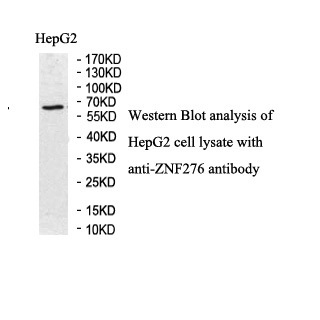 ZNF276 Antibody[39884]
