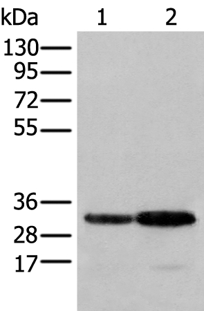 SFXN1 Antibody[43557]