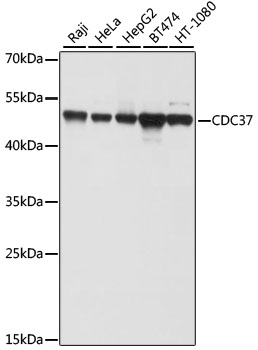 CDC37 Rabbit Polyclonal Antibo