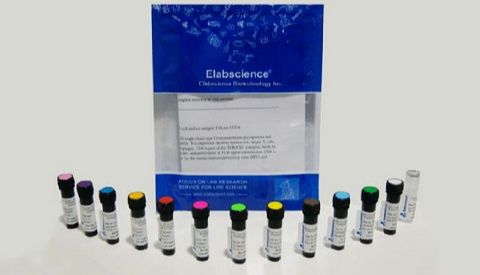 Elabscience® 从原料到标记，打造属于中国自己的流式抗体品牌