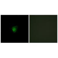 SMG7 Antibody[34002]