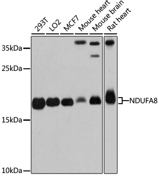 NDUFA8 Rabbit Polyclonal Antib