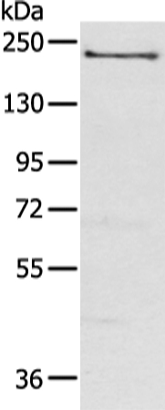 NOS1 Antibody[43310]