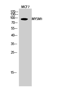 MYSM1 Polyclonal Antibody[4119