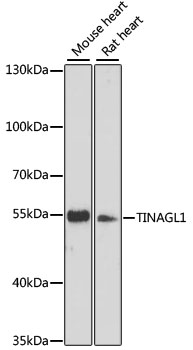 TINAGL1 Rabbit Polyclonal Anti