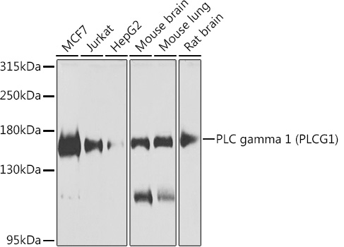 PLCG1 Rabbit Polyclonal Antibo
