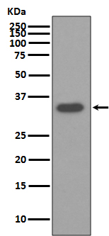 Osteopontin Rabbit mAb[56057]