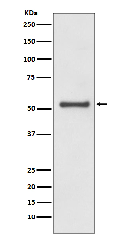 Cyclin A1/A2 Rabbit mAb[56107]