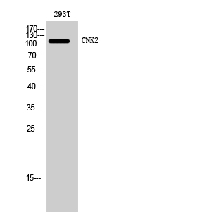 CNK2 Polyclonal Antibody[40767