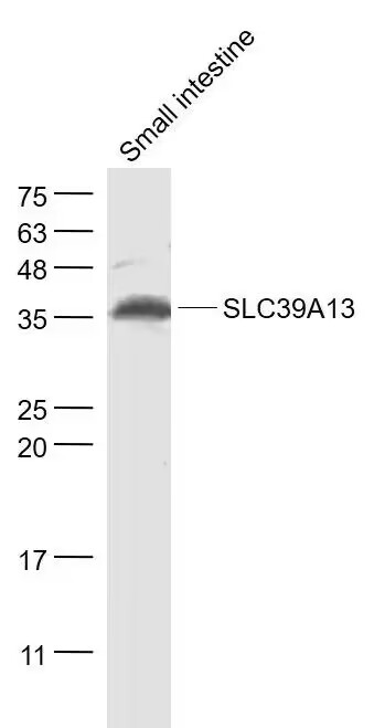 SLC39A13 Polyclonal Antibody[C