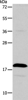 TSLP Antibody[35981]