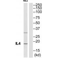 IL4 Antibody[35227]
