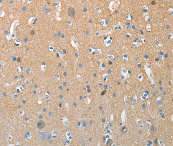 AURKC Antibody[37365]