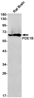 PDE1B Rabbit mAb[52492]