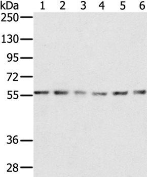 SERINC2 Antibody[37912]