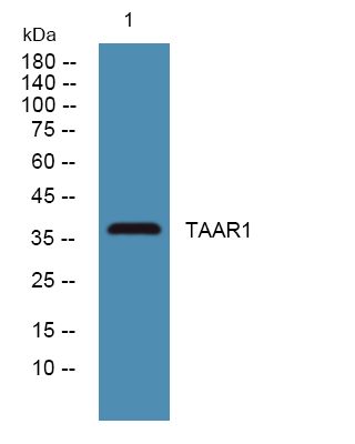 TAAR1 Antibody[62217]