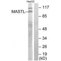 MASTL Antibody[34029]