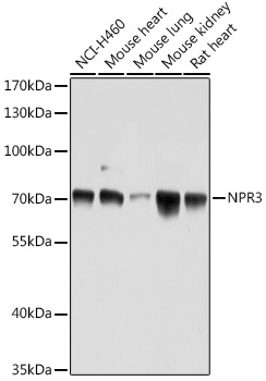 NPR3 Rabbit Polyclonal Antibod