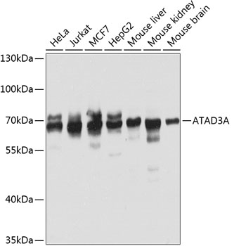 ATAD3A Rabbit Polyclonal Antib