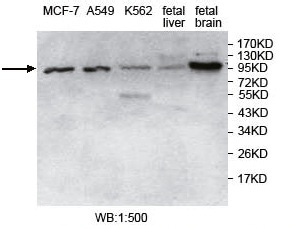 USP5 Antibody[39748]