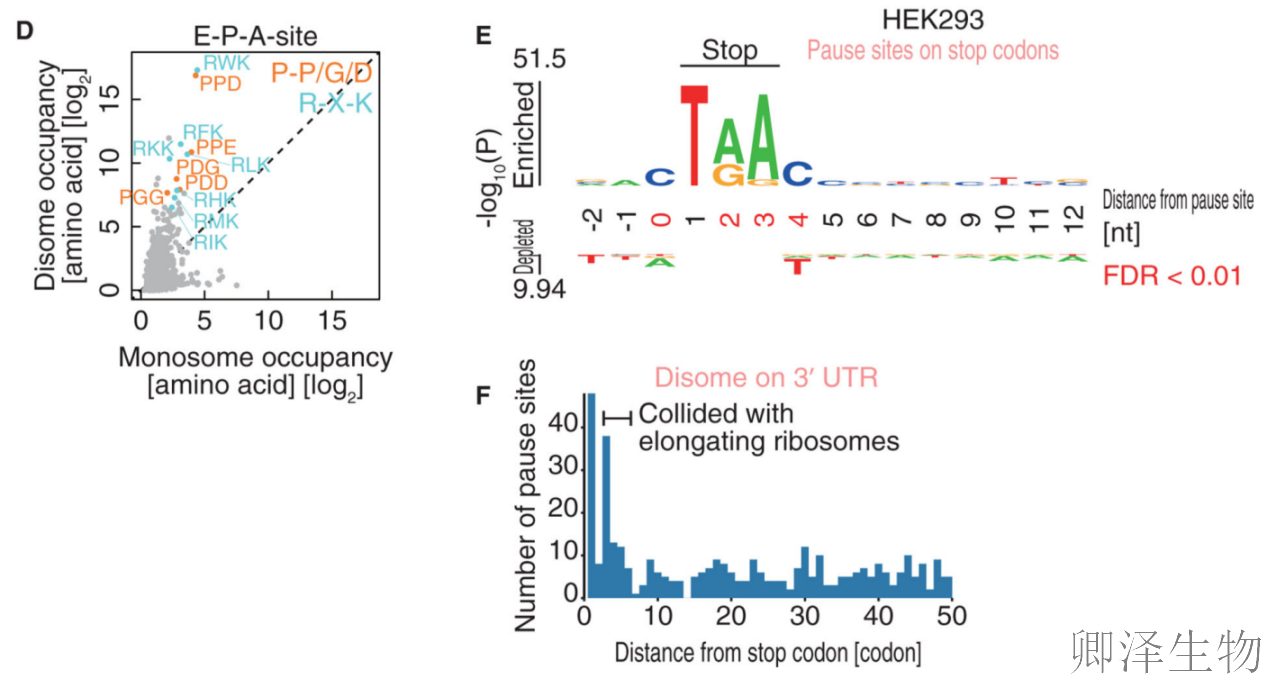 【Disome-seq-经典研究】 |核糖体