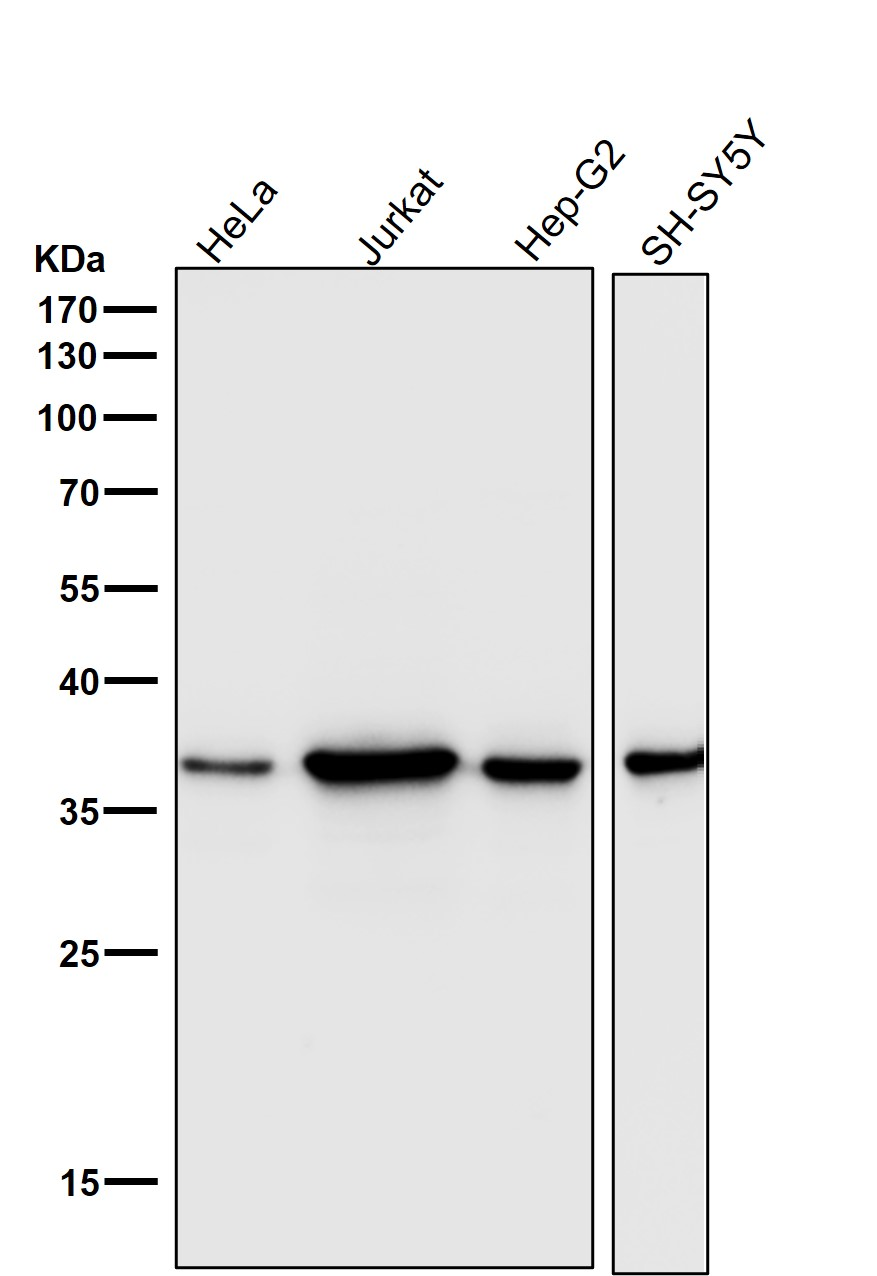 CDK6 Rabbit mAb[52213]