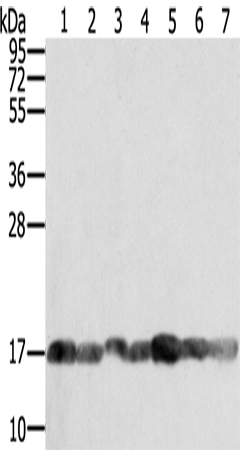 PPIA Antibody[43321]