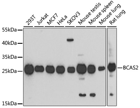BCAS2 Rabbit Polyclonal Antibo