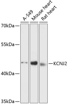 KCNJ2 Rabbit Polyclonal Antibo