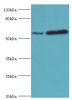 MAPKAP1 Polyclonal Antibody[42