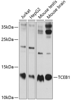 TCEB1 Rabbit Polyclonal Antibo