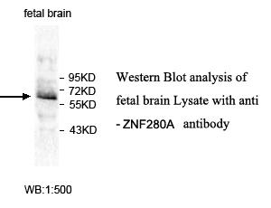 ZNF280A Antibody[39634]