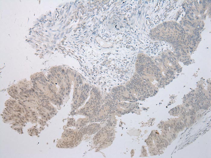 MUC7 Antibody[43220]