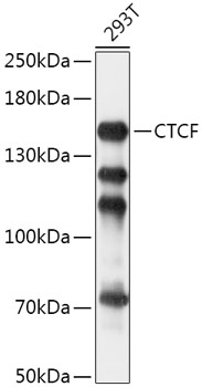 CTCF Rabbit Polyclonal Antibod