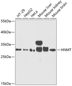 HNMT Rabbit Polyclonal Antibod
