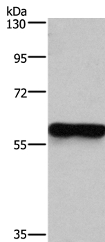 MFSD2A Antibody[37724]