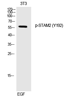 STAM2 (Phospho-Tyr192) Polyclo