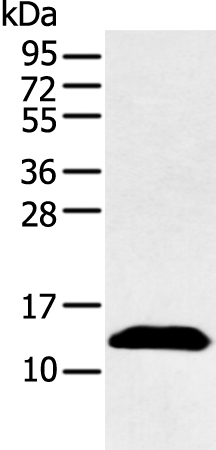 PPBP Antibody[43092]