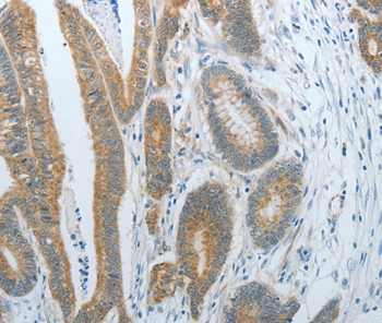 CXCR3 Antibody[35701]