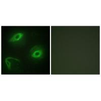 LATH Antibody[33955]