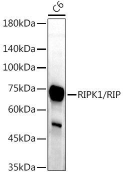 RIPK1 Rabbit Polyclonal Antibo