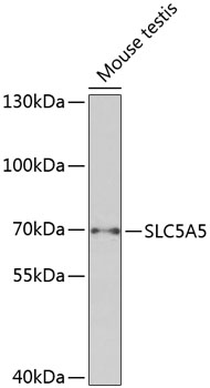 SLC5A5 Rabbit Polyclonal Antib