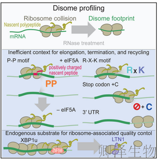 【Disome-seq-经典研究】 |核糖体