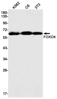 FOXO4 Rabbit mAb[52290]