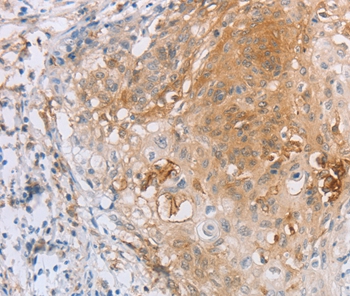 LILRB2 Antibody[35791]